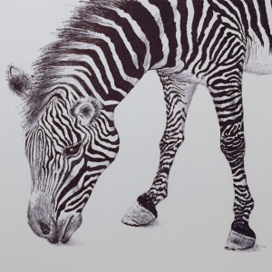 Zebra 2020