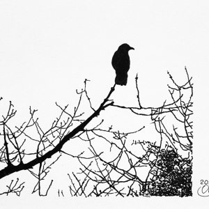 crow